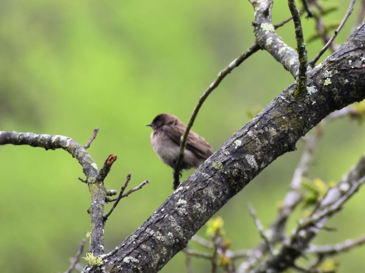 Northern Rough-winged Swallow - ML437561581