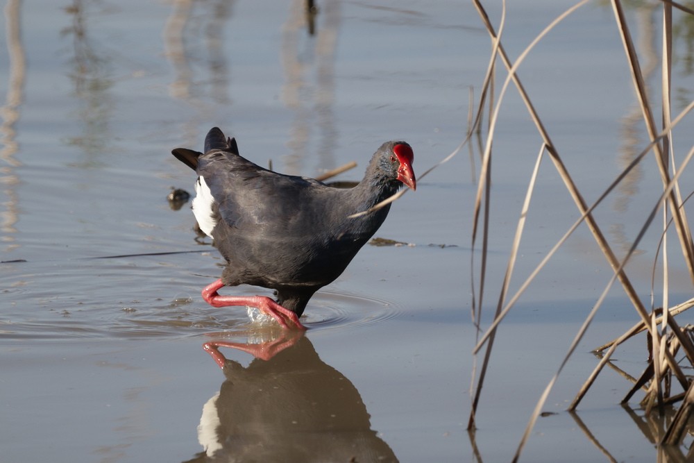 Western Swamphen - Hector Gonzalez Arcelus