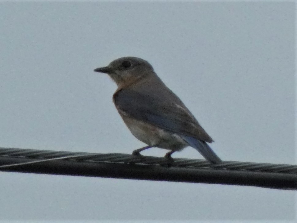 Eastern Bluebird - ML437561931