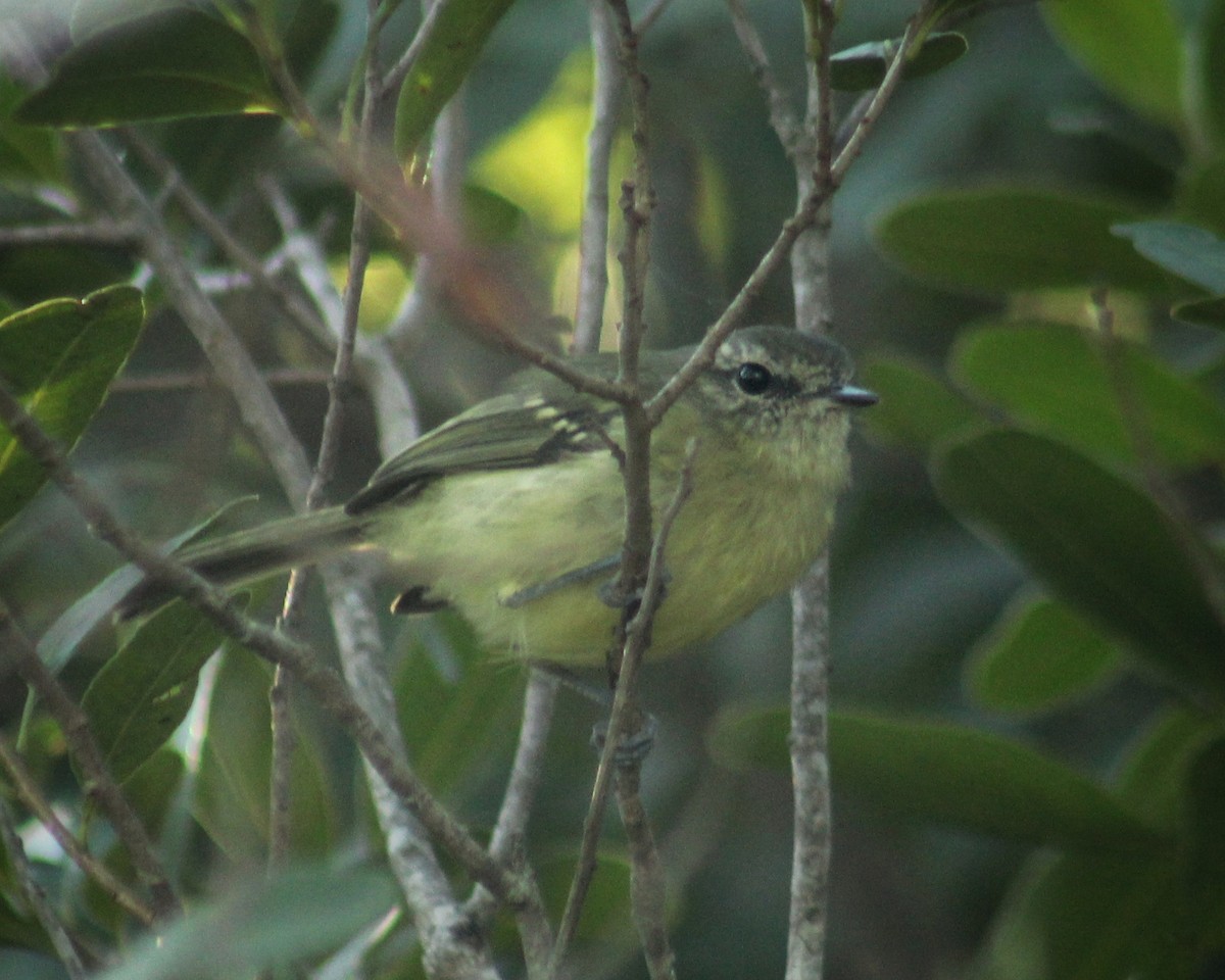 Mottle-cheeked Tyrannulet - ML437562171