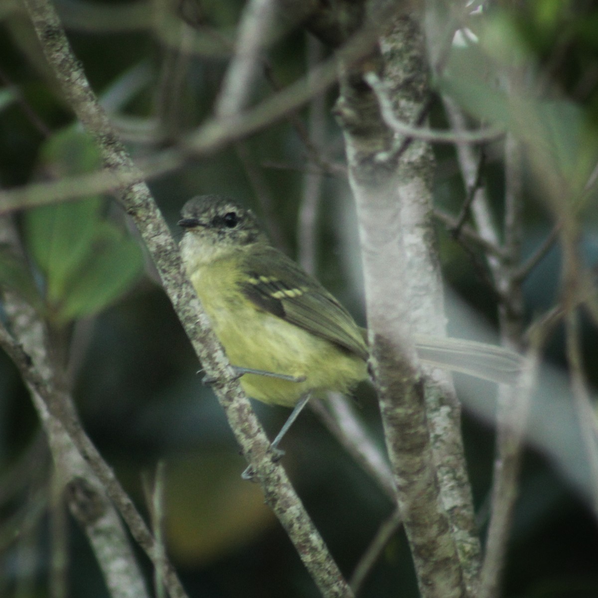 Mottle-cheeked Tyrannulet - ML437562191