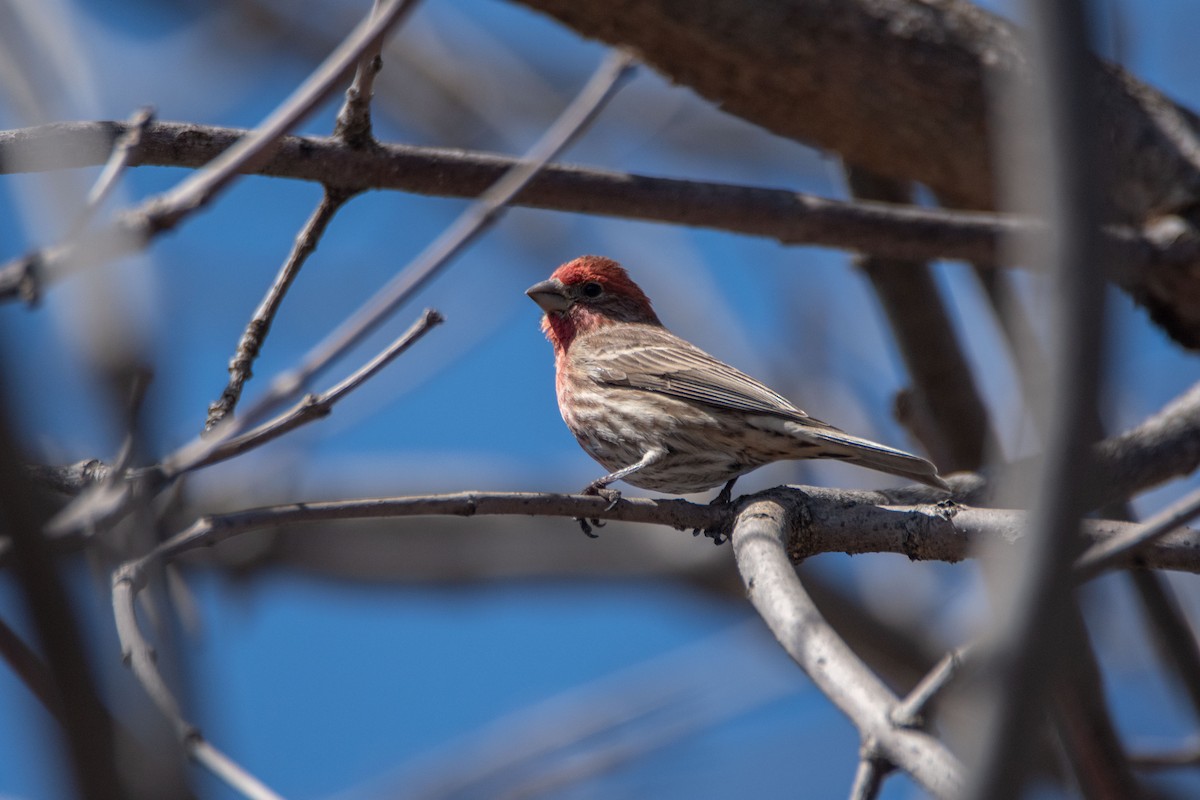 House Finch - ML437564391