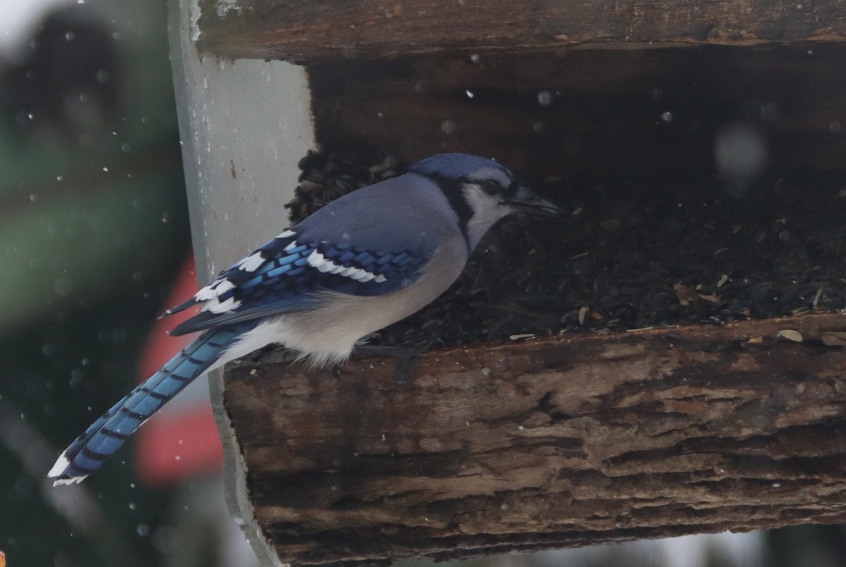 Blue Jay - ML437565901