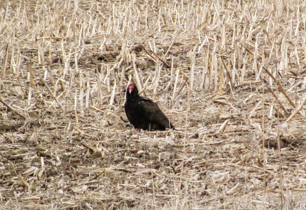 Urubu à tête rouge - ML437566451