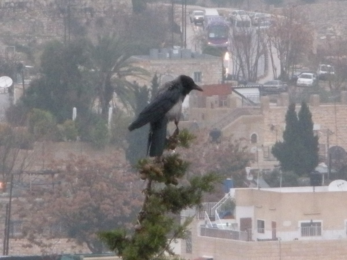 Hooded Crow - ML437567761