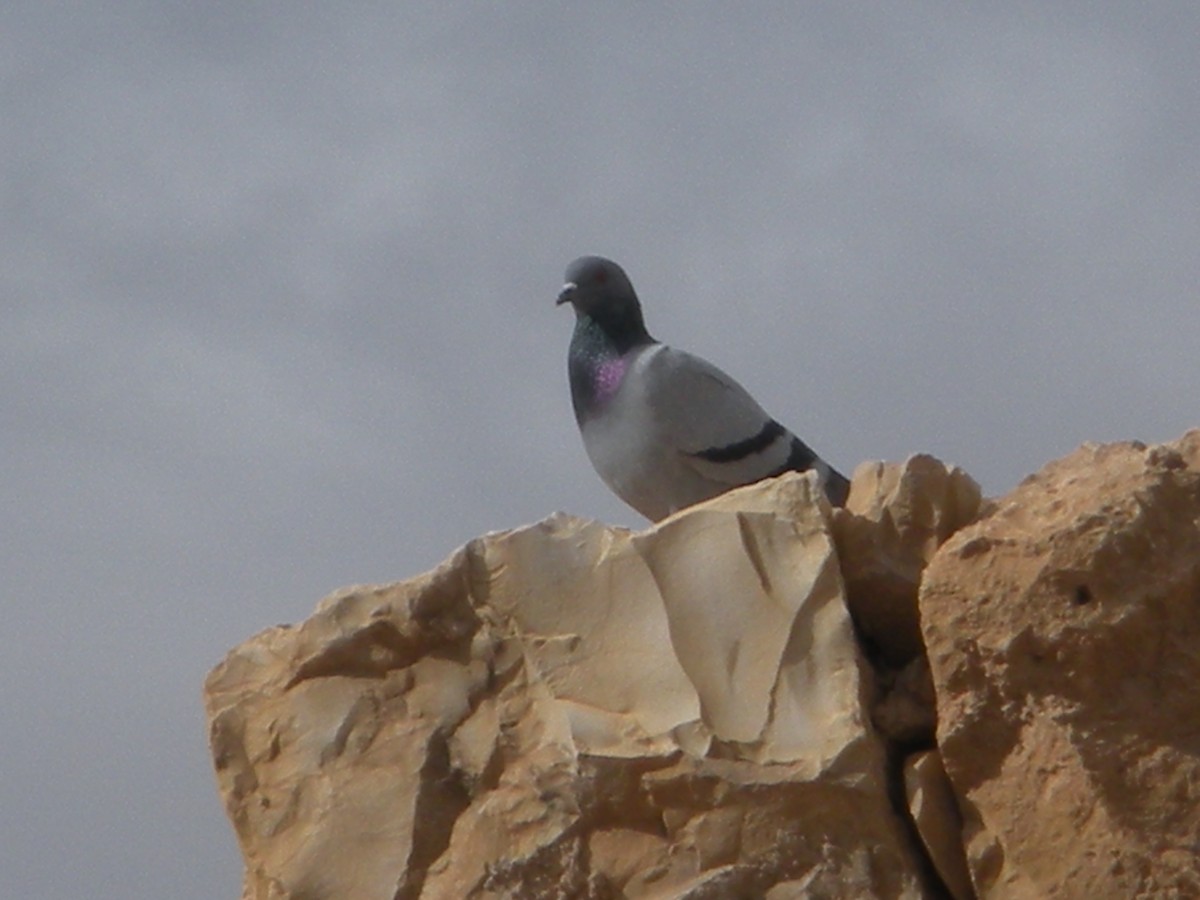 Rock Pigeon - ML437568381