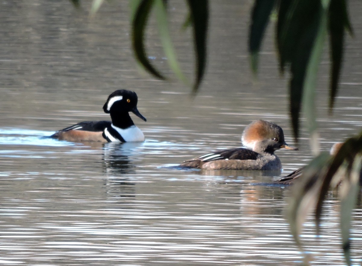 Hooded Merganser - Leslie Flint