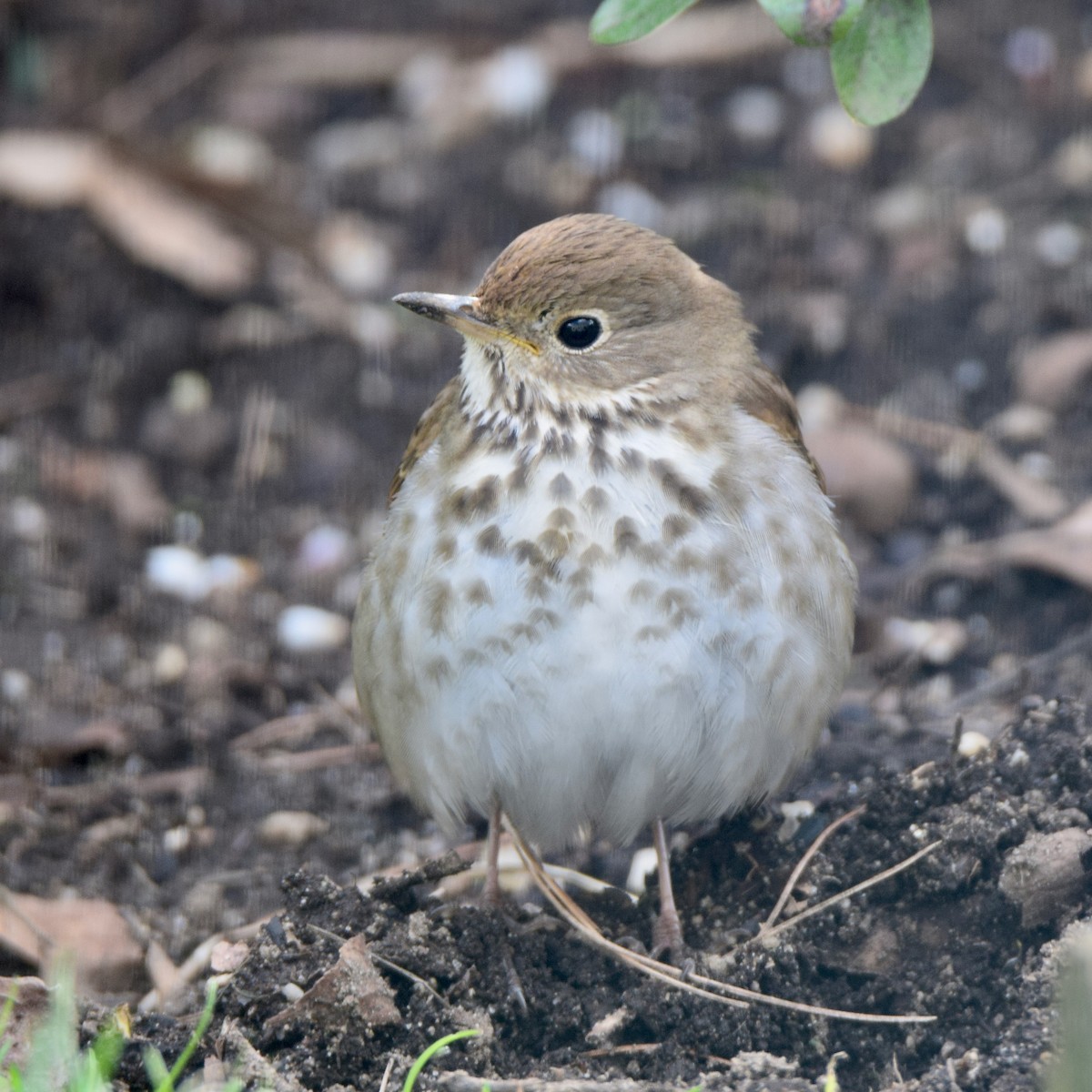 Hermit Thrush - ML437569461