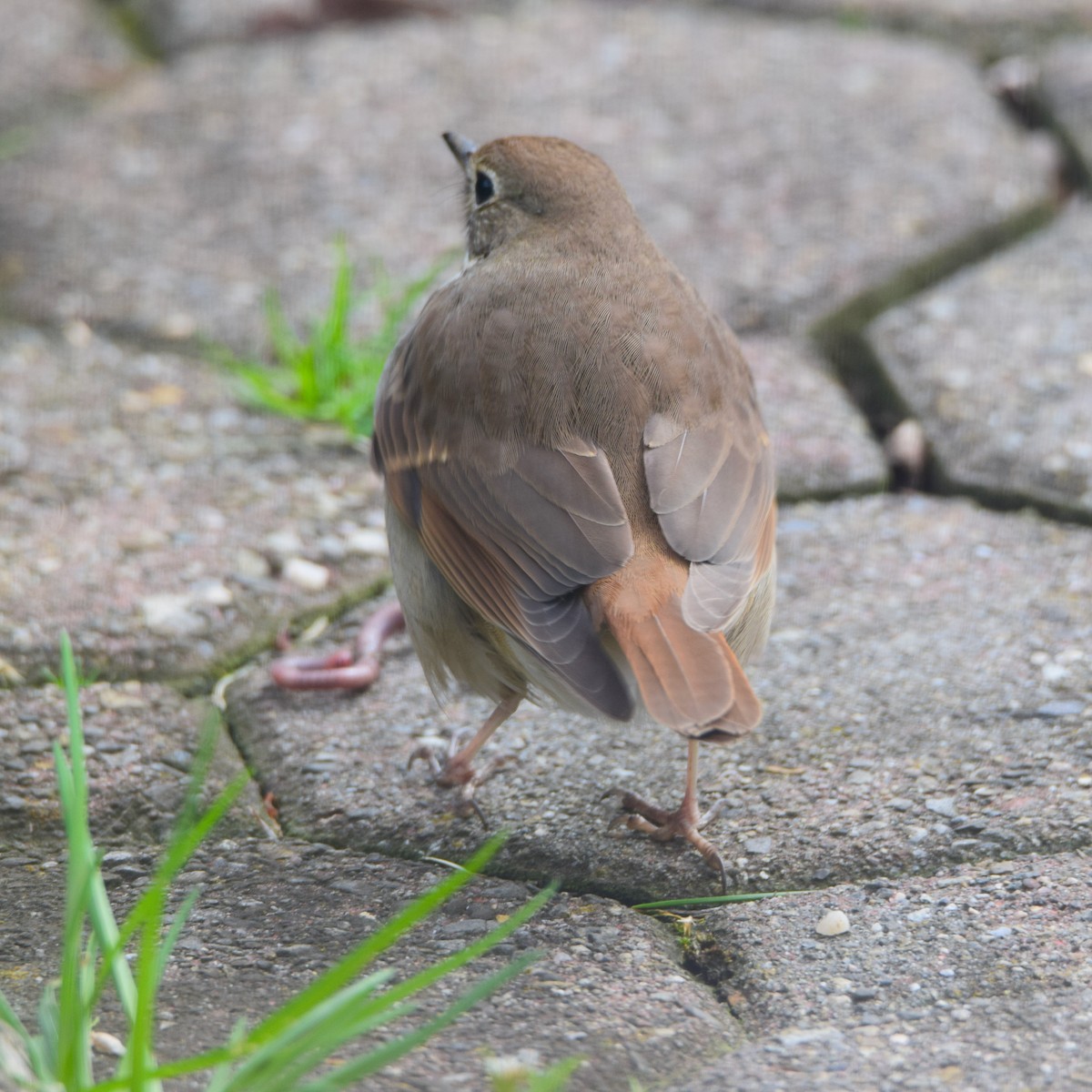 Hermit Thrush - ML437569471