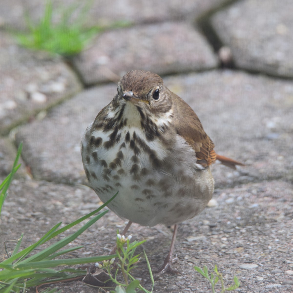 Hermit Thrush - ML437569541