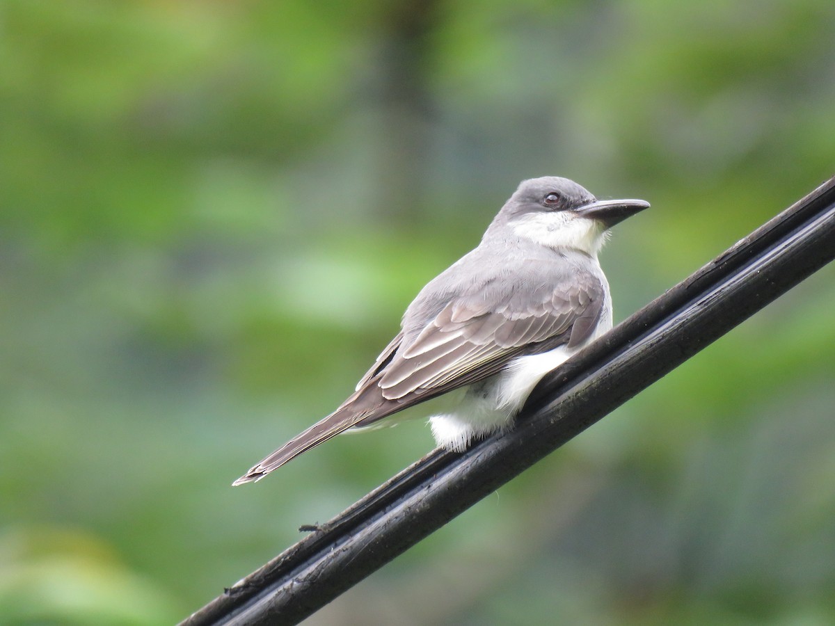 Gray Kingbird - ML43757221