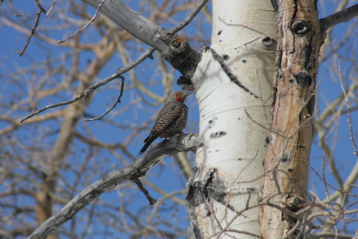 Northern Flicker (Red-shafted) - ML437572541