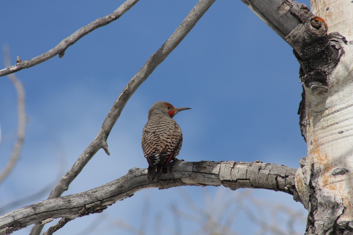 Northern Flicker (Red-shafted) - ML437572551