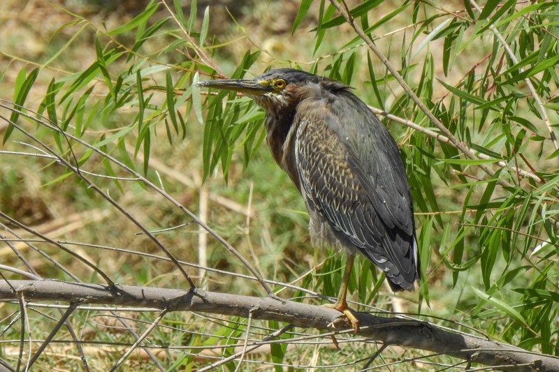 Green Heron - ML437573231