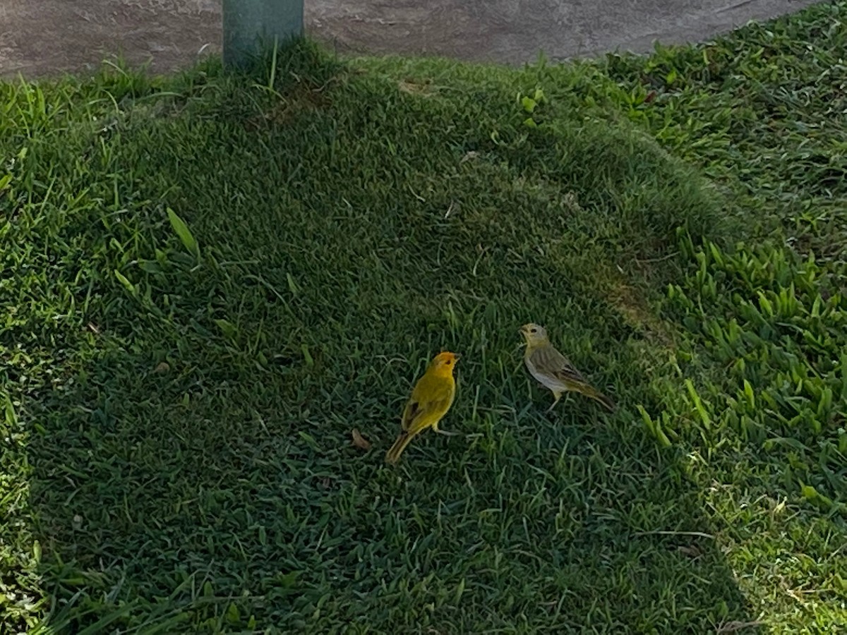 橙黃雀鵐 - ML437573591