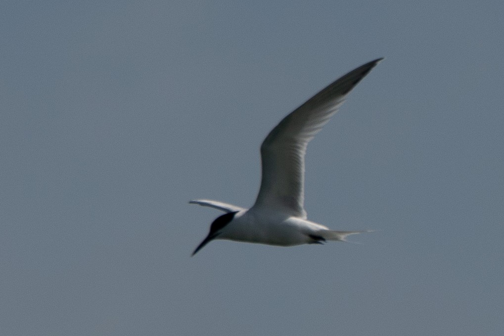 Sandwich Tern - ML437573841