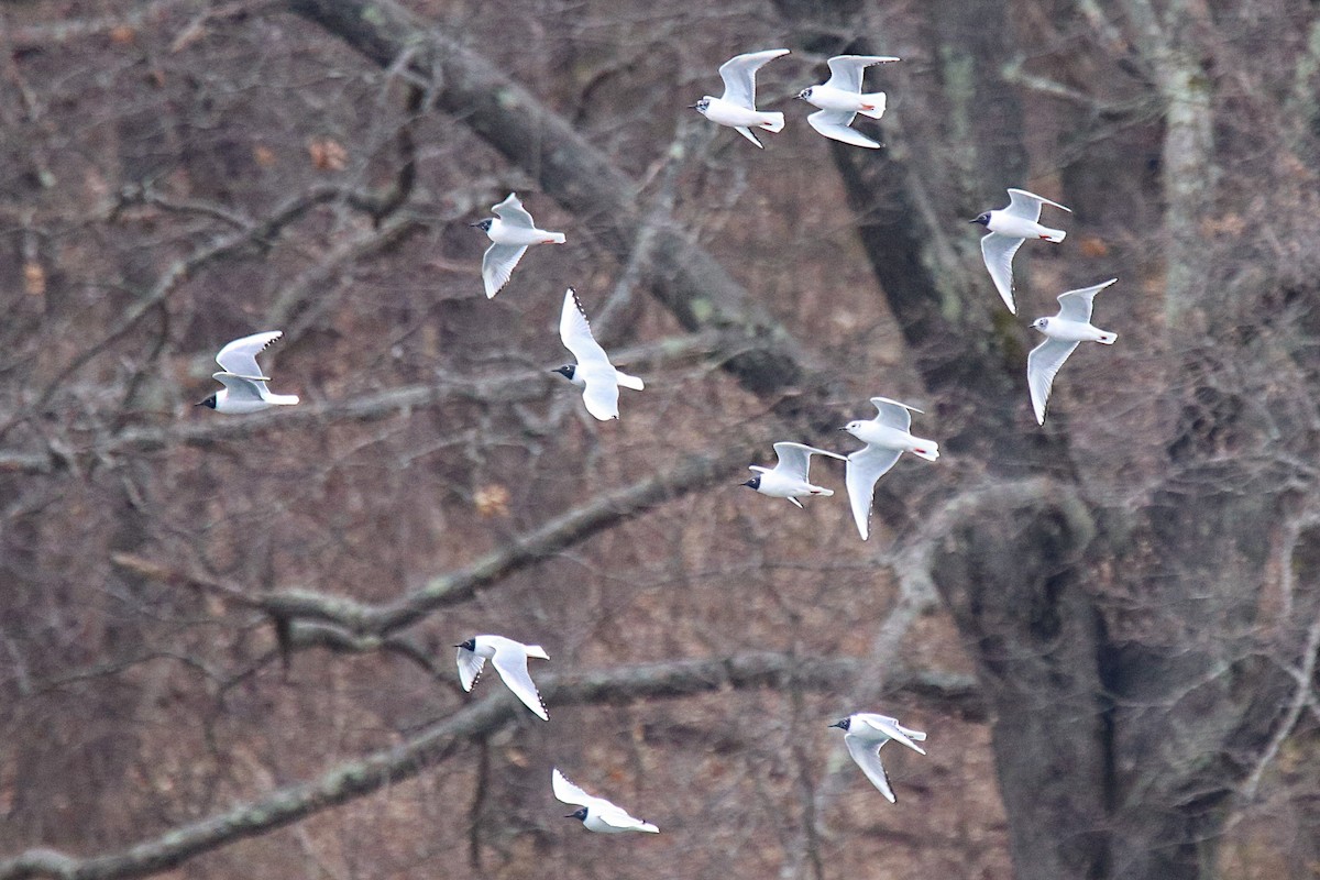 Gaviota de Bonaparte - ML437575051