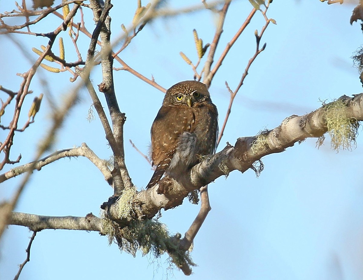 Northern Pygmy-Owl - Kenneth Trease