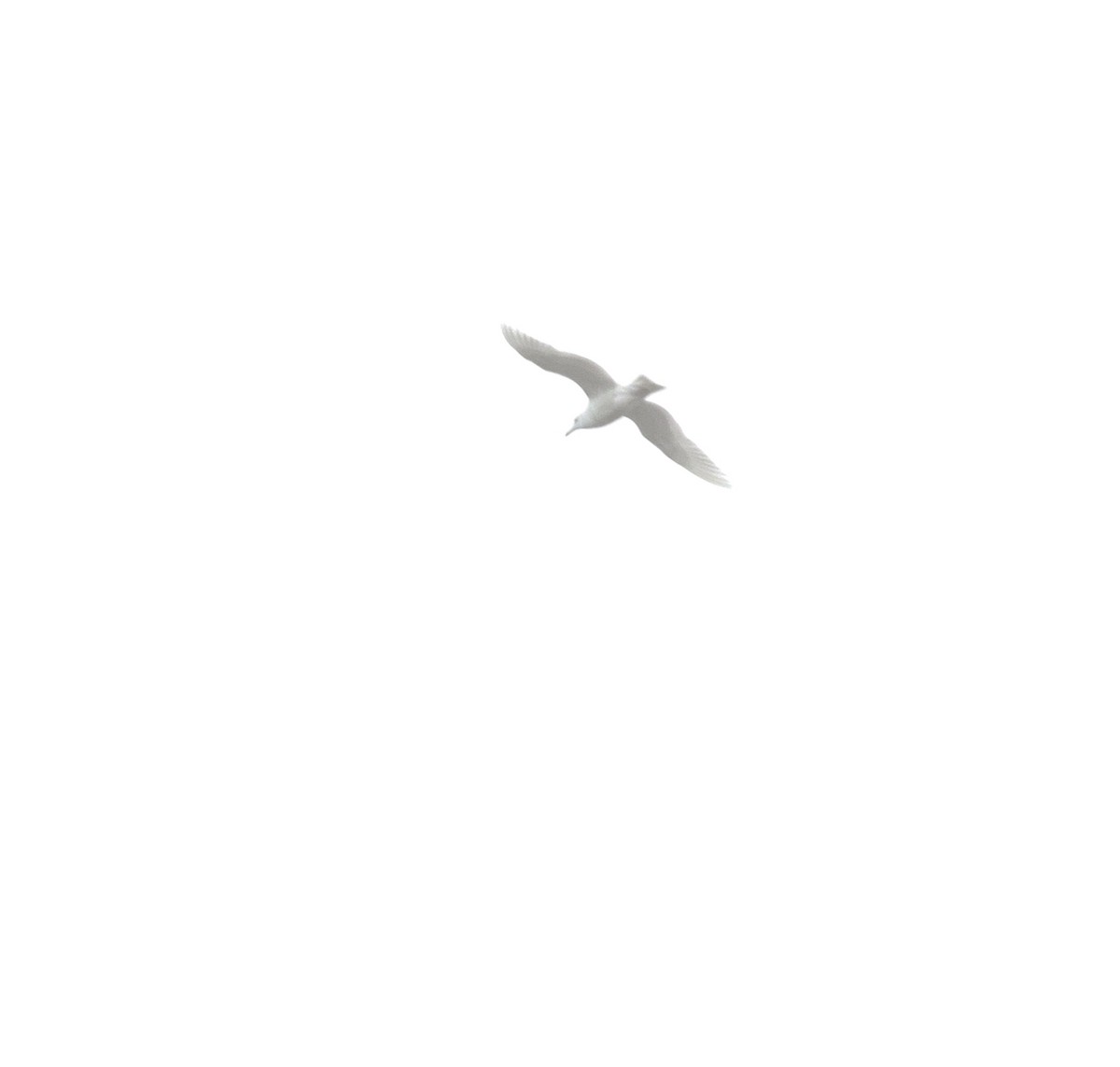 Glaucous Gull - ML43757671