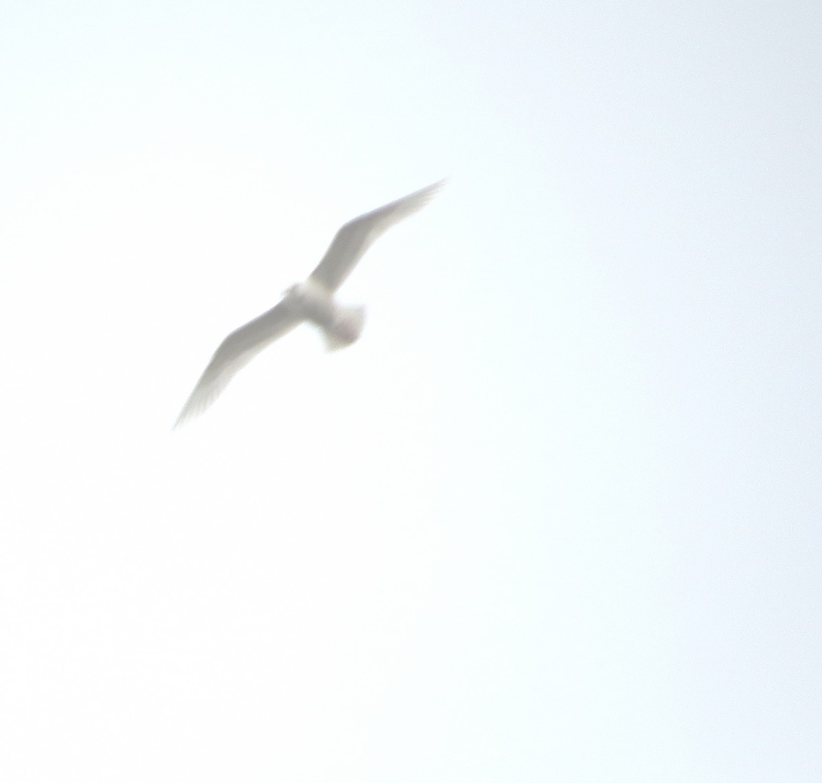 Glaucous Gull - ML43757721