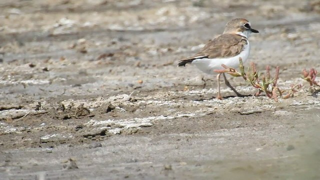 クロオビチドリ - ML437578271