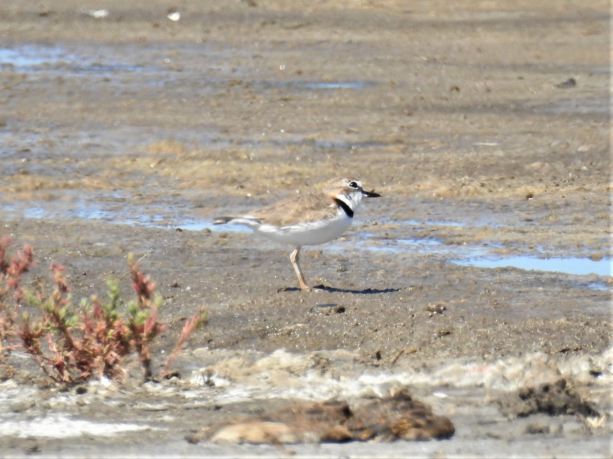 Collared Plover - ML437579981