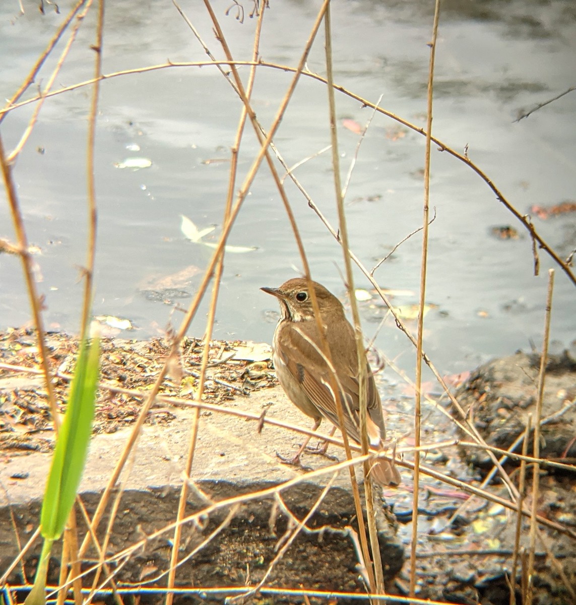 Hermit Thrush - ML437580121