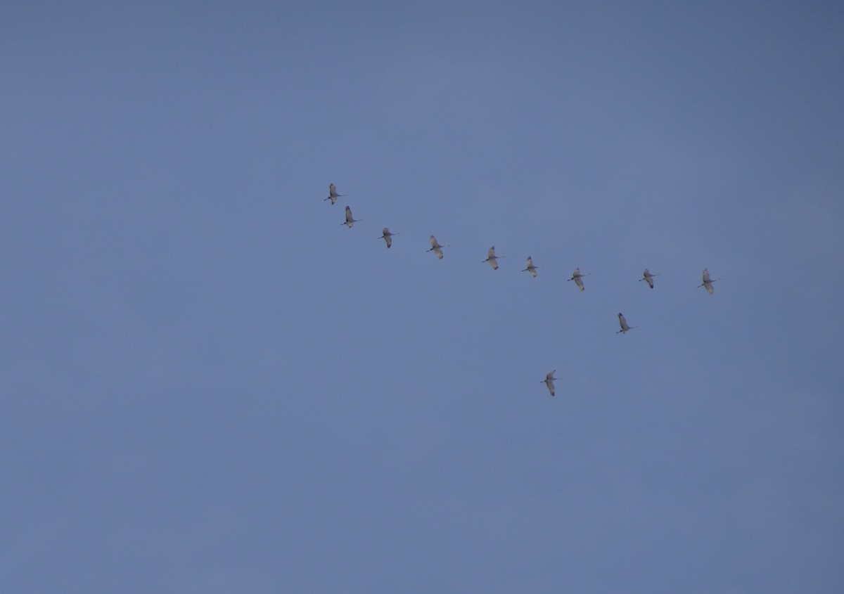 Sandhill Crane - ML437584731