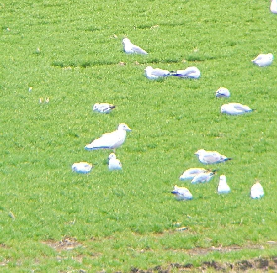 Glaucous Gull - David Schrab