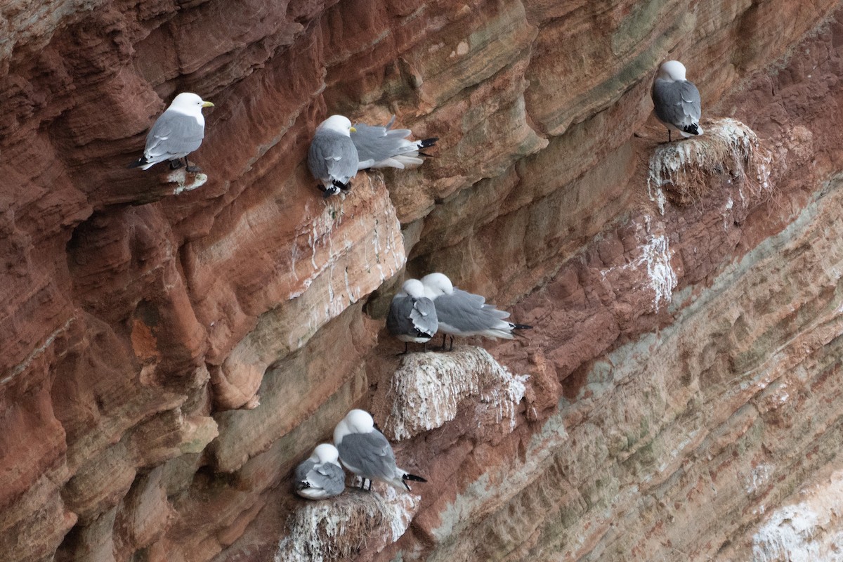 Black-legged Kittiwake - ML437588481