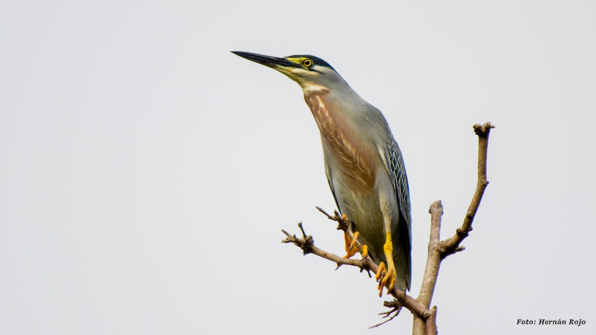 Striated Heron - ML43758911