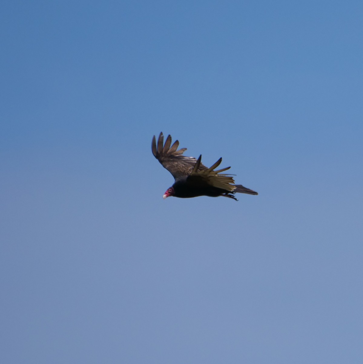 Turkey Vulture - ML437589441