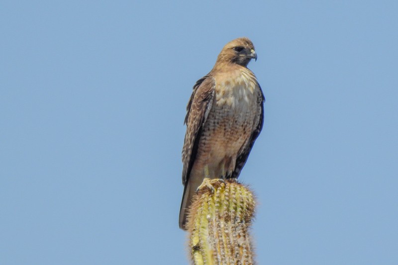 Red-tailed Hawk - ML437589601