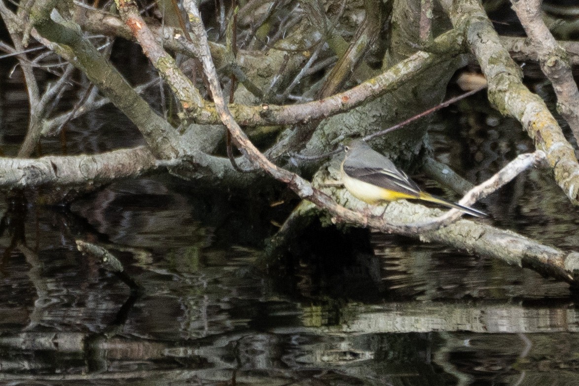 Gray Wagtail - Biggi 500