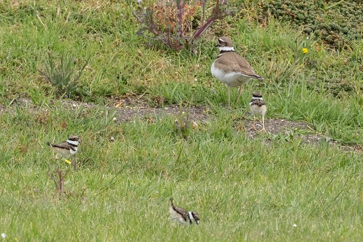 Killdeer - ML437592531