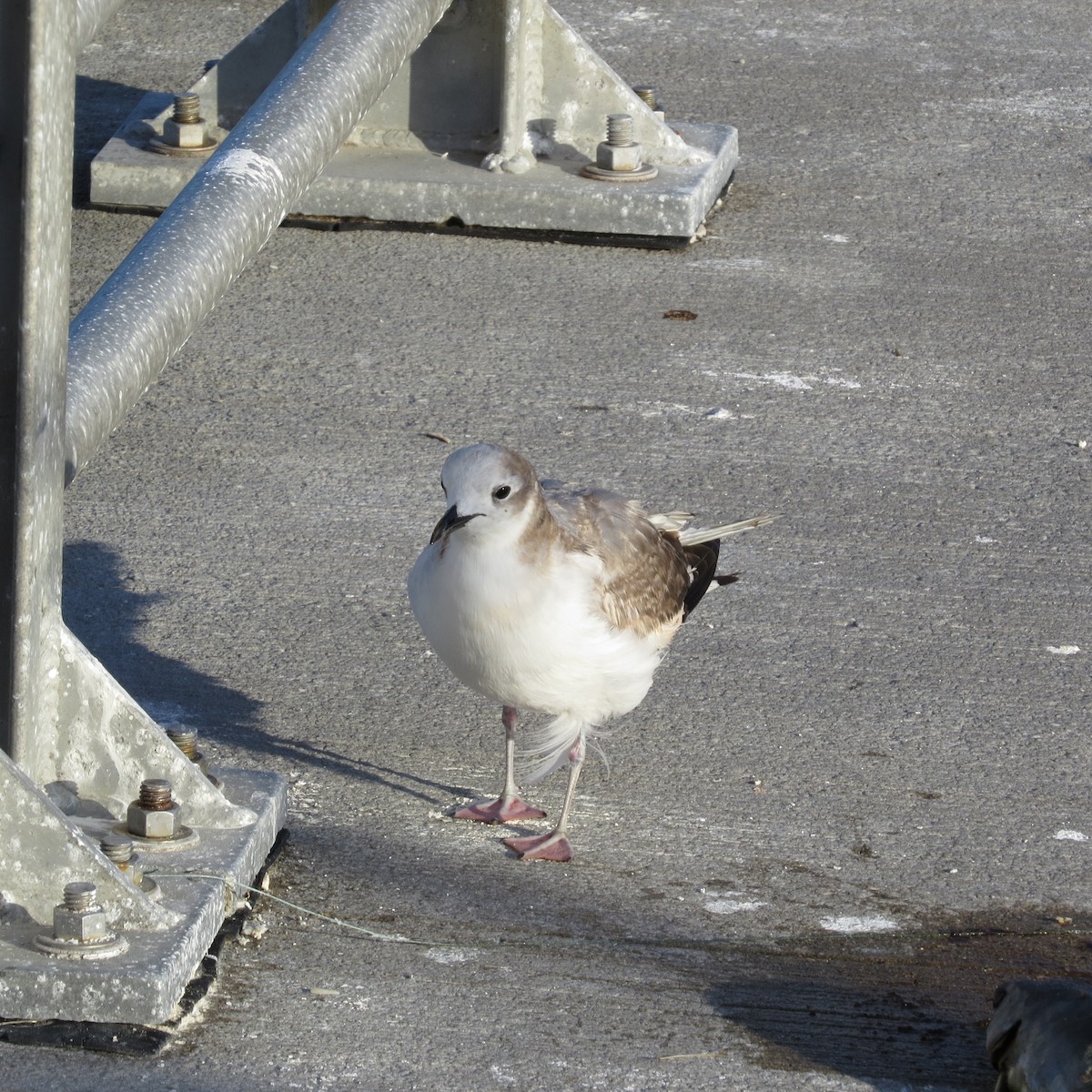 Sabine's Gull - Eary Warren