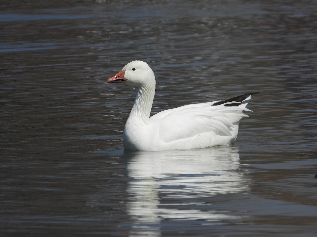 Snow Goose - ML437595241