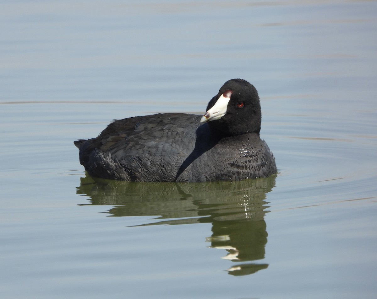 American Coot - ML437595441