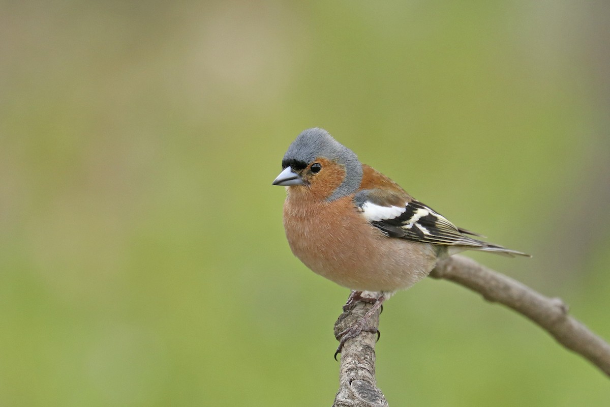 Common Chaffinch - Francisco Barroqueiro