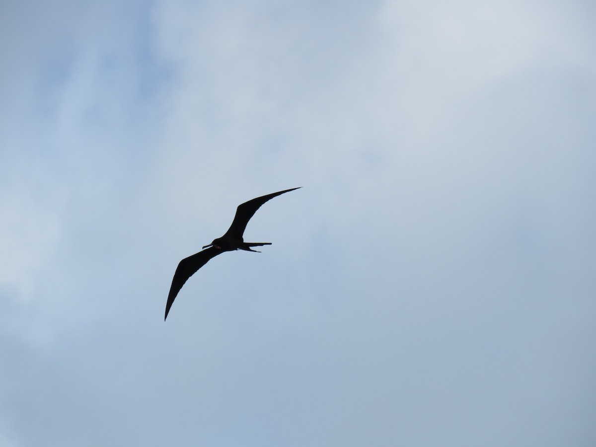 Magnificent Frigatebird - ML43759721