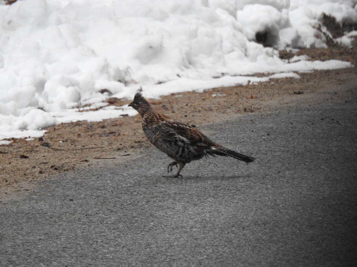 Ruffed Grouse - ML437597561