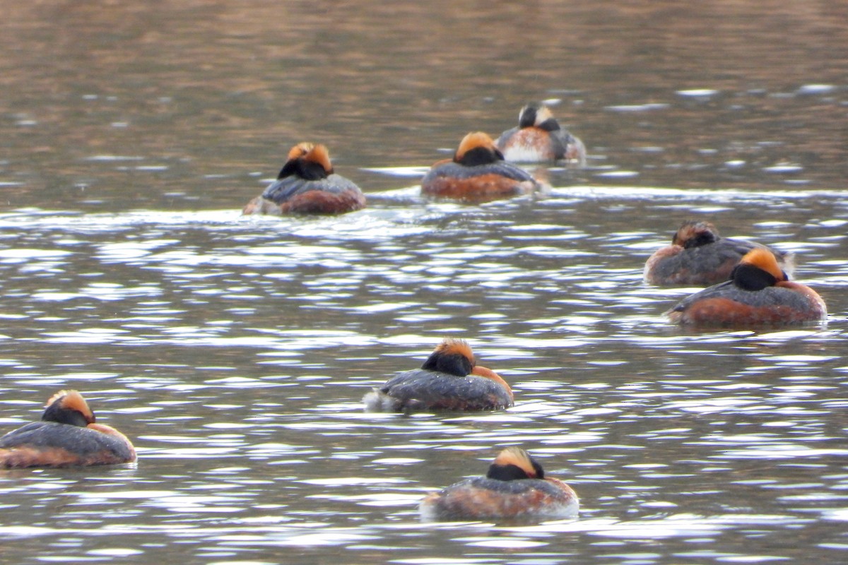 Horned Grebe - Thomas Kirby