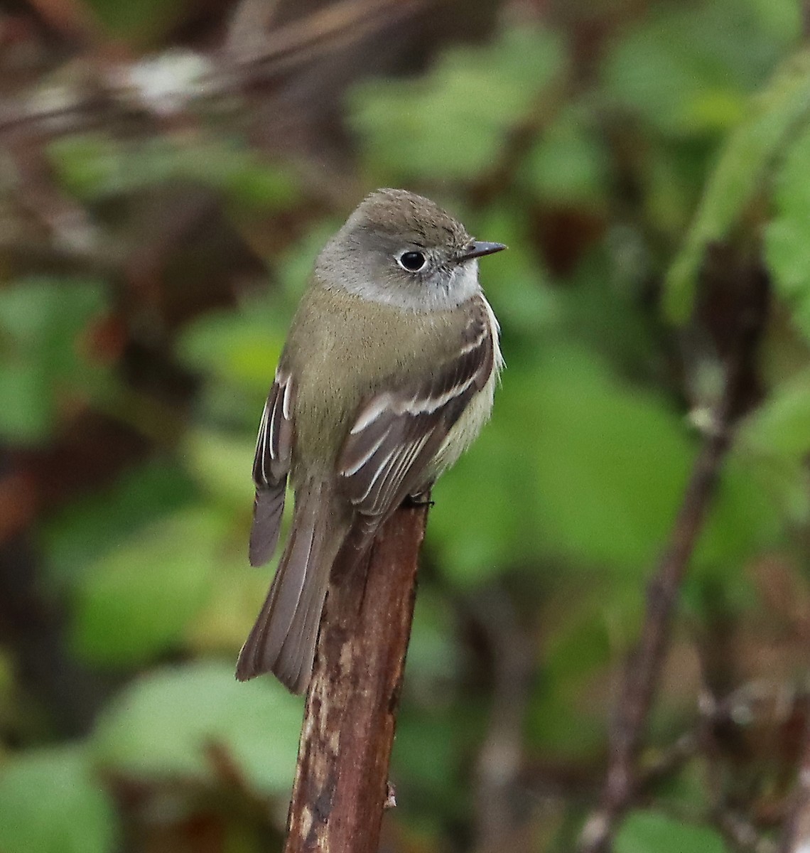 Hammond's Flycatcher - Don Munson