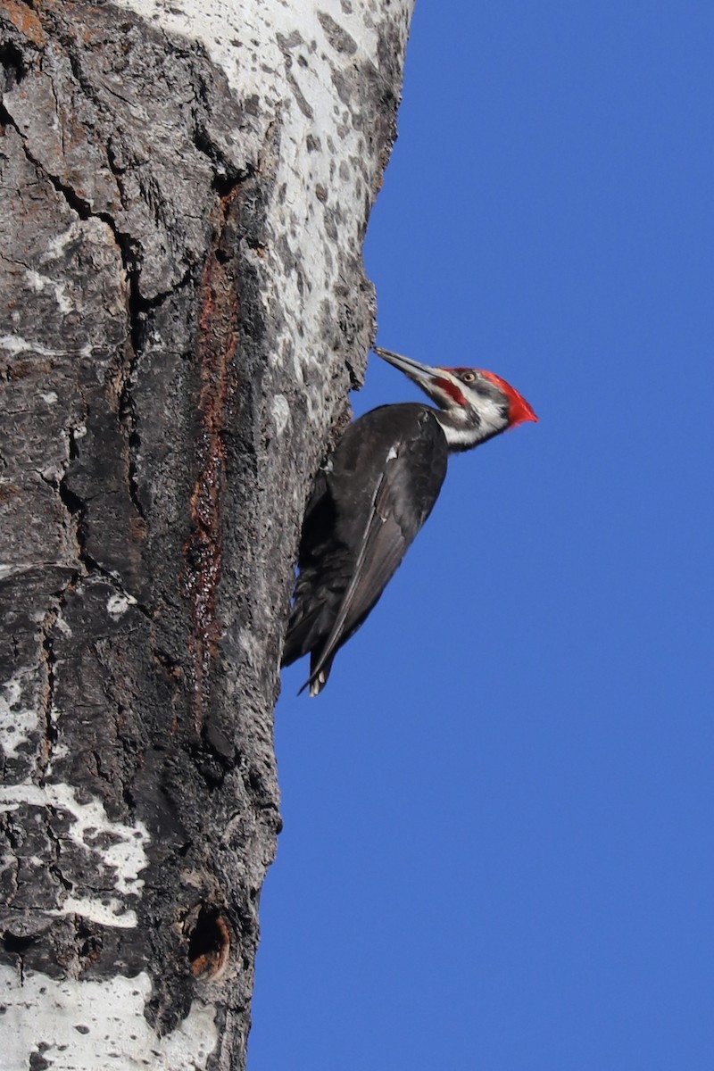 Pileated Woodpecker - ML437598101