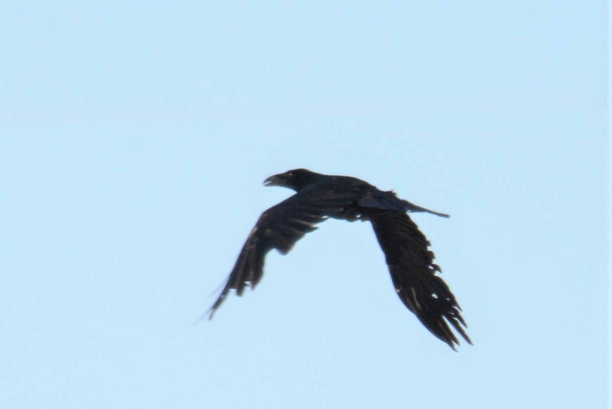 Common Raven - ML437598701