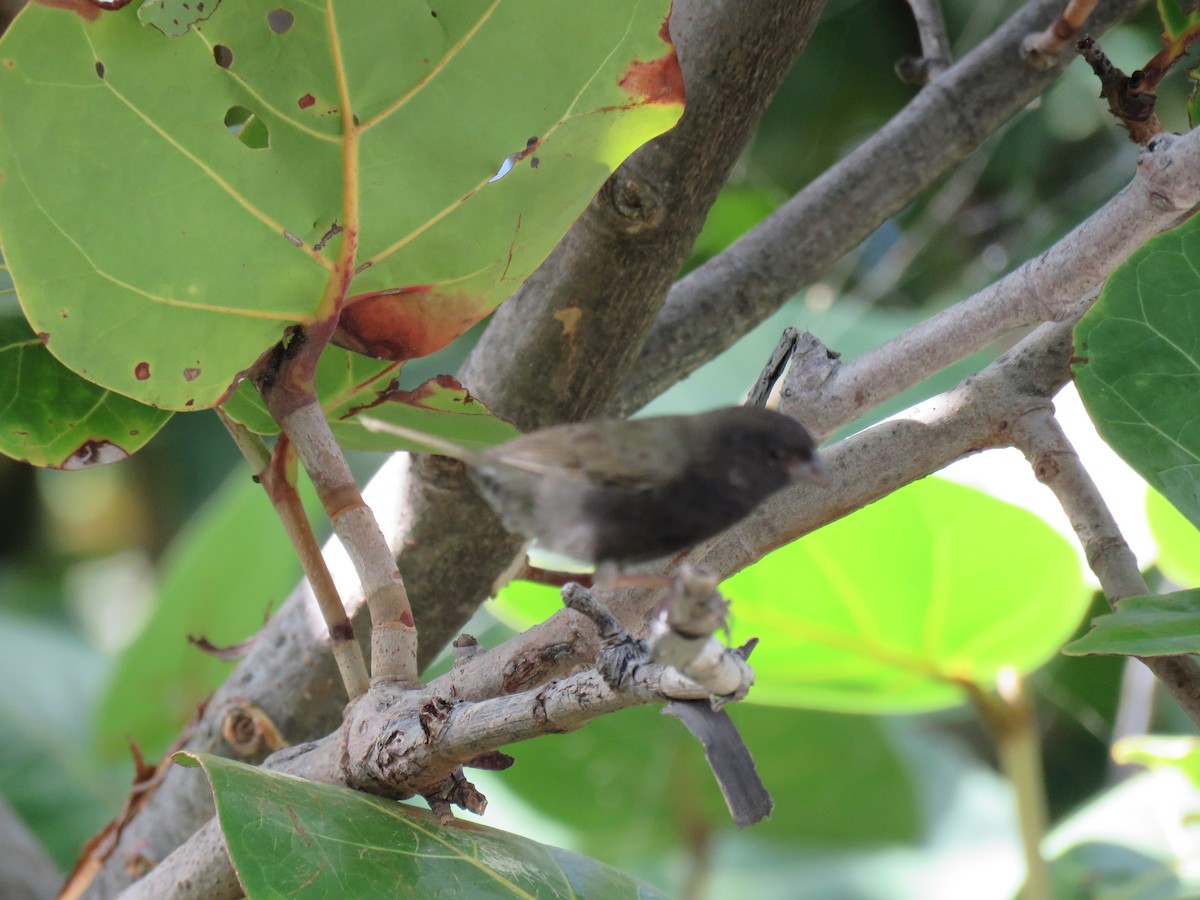 Black-faced Grassquit - Thomas Brooks