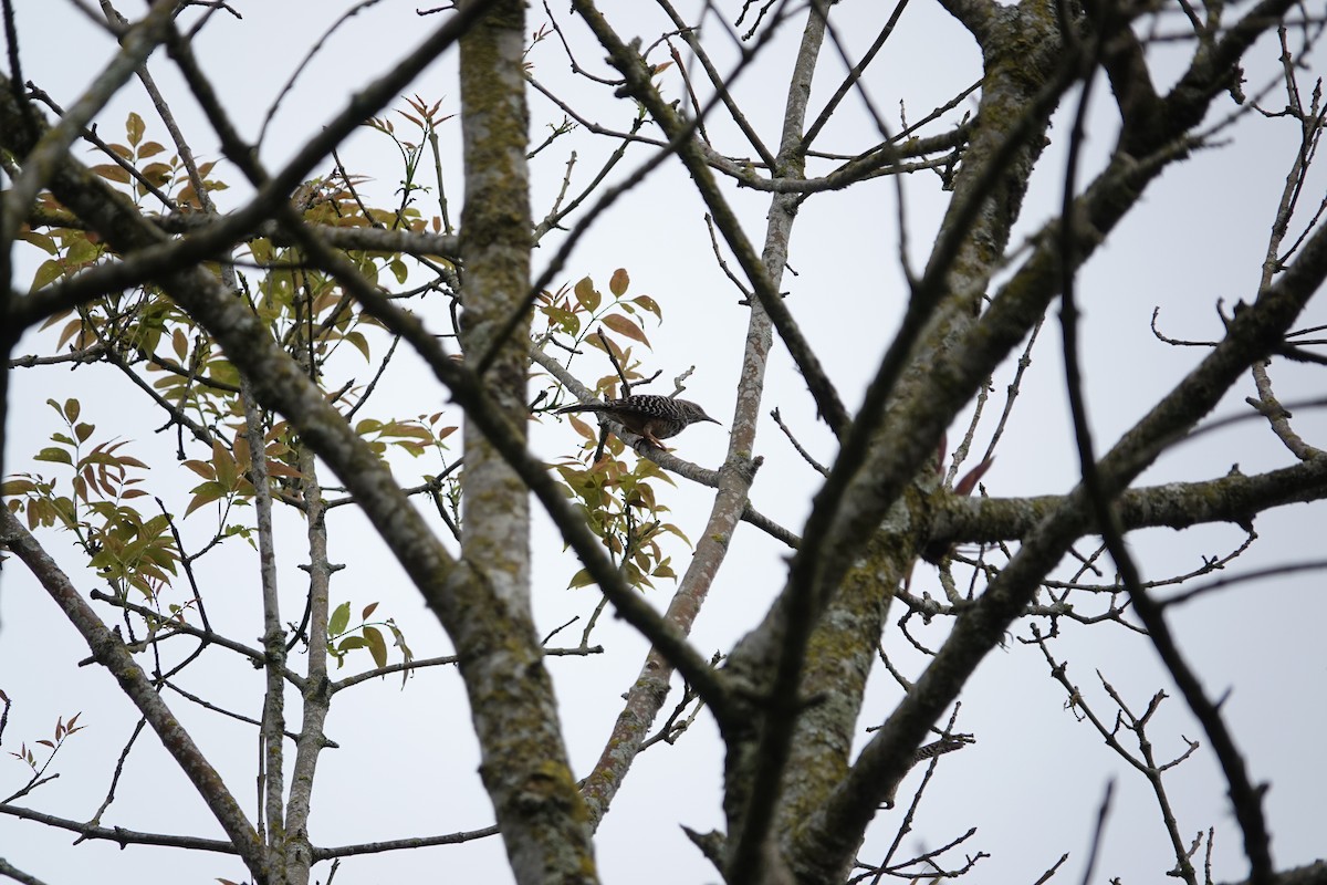 Band-backed Wren - Jorge Puerta Mendoza