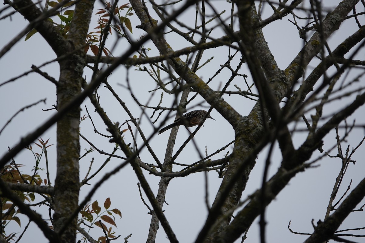 Band-backed Wren - Jorge Puerta Mendoza