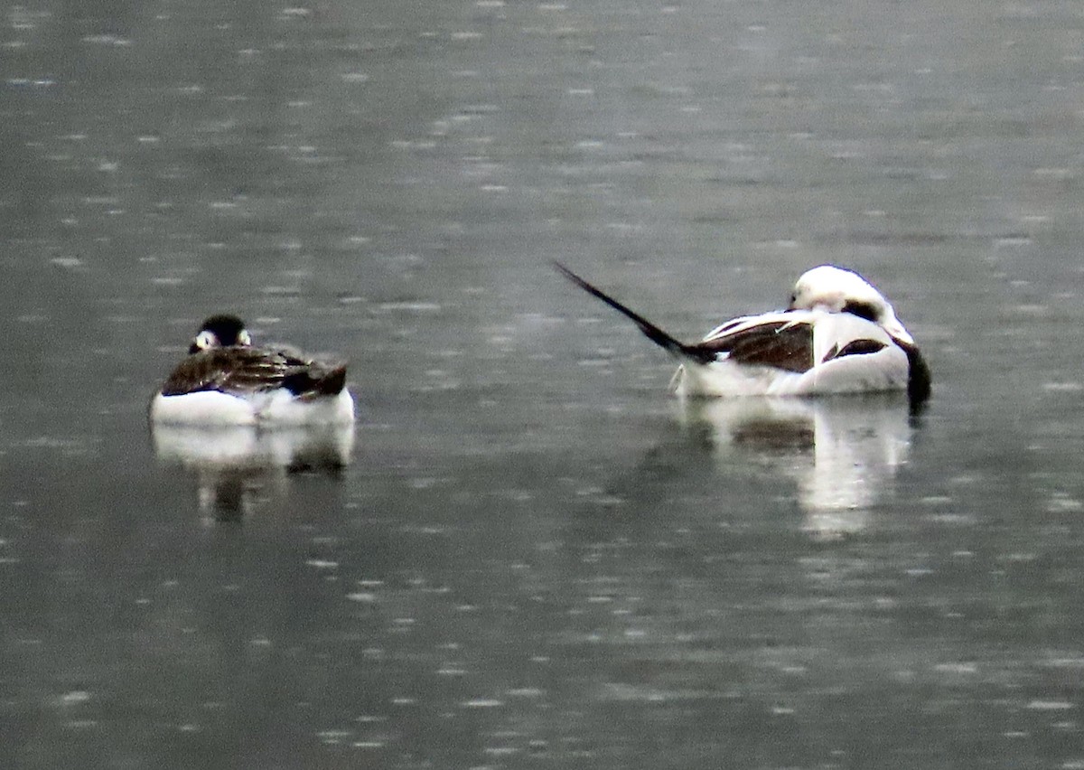 Long-tailed Duck - ML437600671