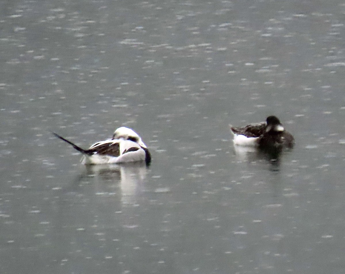 Long-tailed Duck - ML437600681